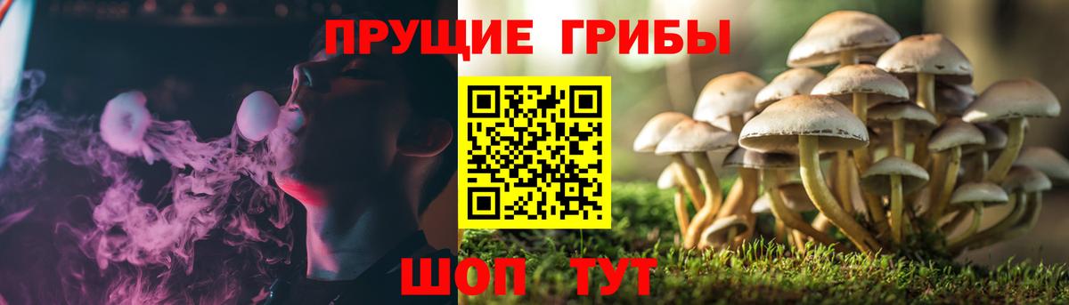 Псилоцибиновые грибы Psilocybe  Вход с VPN  Псилоцибиновые грибы прущие грибы  Ступино 